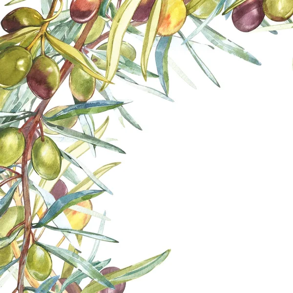 Bandiere con olive mature nere e verdi su fondo bianco. Progettazione per olio d'oliva, confezionamento olive, cosmetici naturali, prodotti sanitari. Con posto per il testo . — Foto Stock