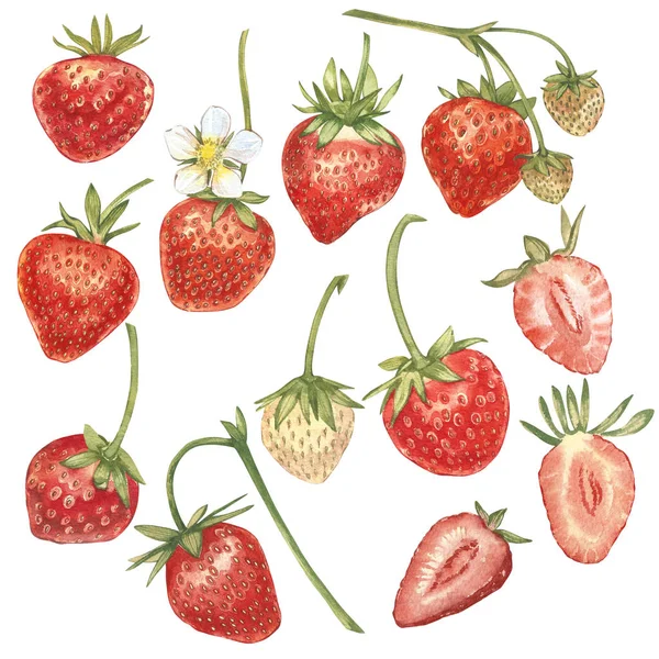 Set von roten Beeren Erdbeere isoliert auf weißem Hintergrund. handgezeichnete Aquarellmalerei Illustration von Beeren. — Stockfoto