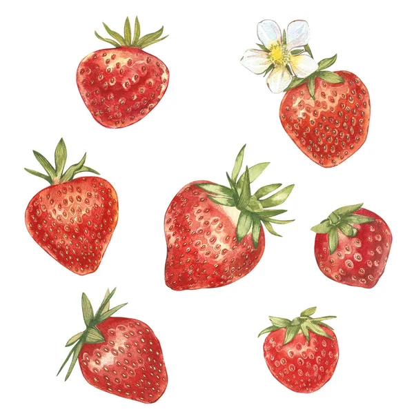 Set von roten Beeren Erdbeere isoliert auf weißem Hintergrund. handgezeichnete Aquarellmalerei Illustration von Beeren. — Stockfoto