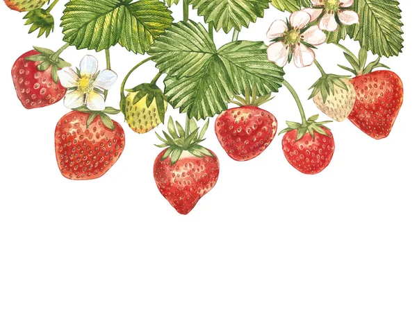 Horizontální bannery s červené bobule zralé jahody na bílém pozadí. Návrh pro balení, přírodní kosmetika, zdravotnické péče. S místem pro text. — Stock fotografie