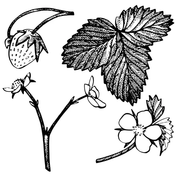 Illustration vectorielle de fraises. Illustration de style gravé. Baies dessinées à la main, fleurs, feuilles et branches . — Image vectorielle