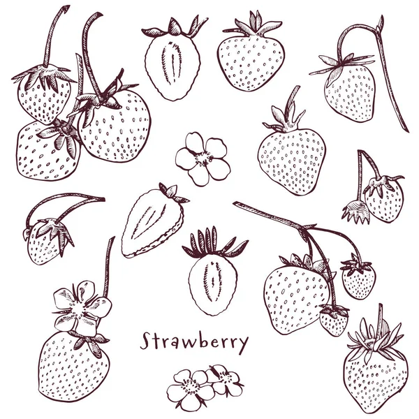 Ilustración vectorial de fresa. Ilustración de estilo grabado. Baya dibujada a mano, flores, hojas y ramas . — Vector de stock