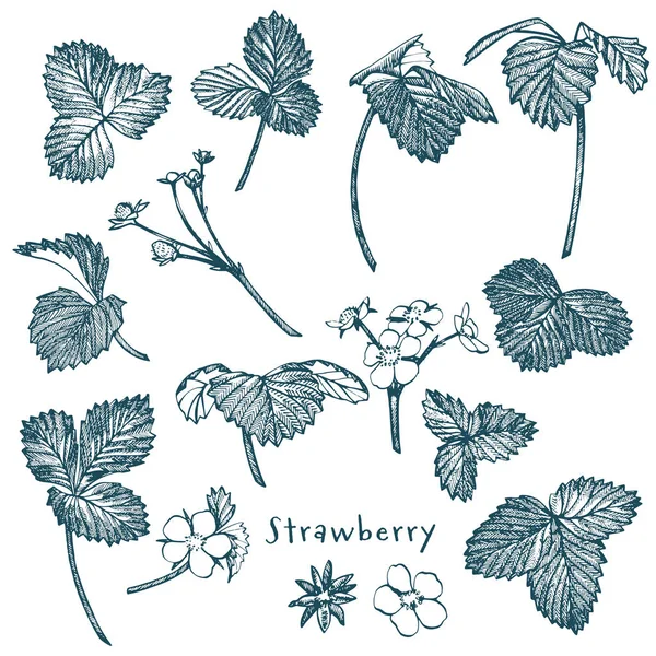 Strawberry vektorillustration. Graverade stil illustration. Skissade hand dras berry, blommor, blad och grenar. — Stock vektor