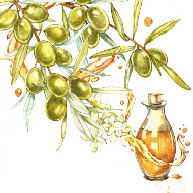 Bir olgun yeşil zeytin yağı ile dökülür sulu dalıdır. Damla ve zeytinyağı sıçraması. Suluboya ve Botanik illüstrasyon izole beyaz arka plan üzerinde.