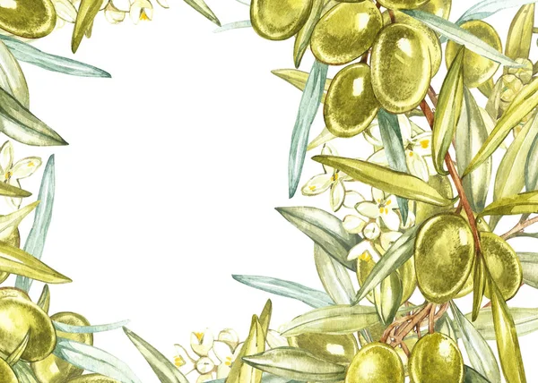 Banderas horizontales con aceitunas maduras negras y verdes sobre fondo blanco. Diseño para aceite de oliva, embalaje de aceitunas, cosméticos naturales, productos para el cuidado de la salud. Con lugar para el texto . —  Fotos de Stock