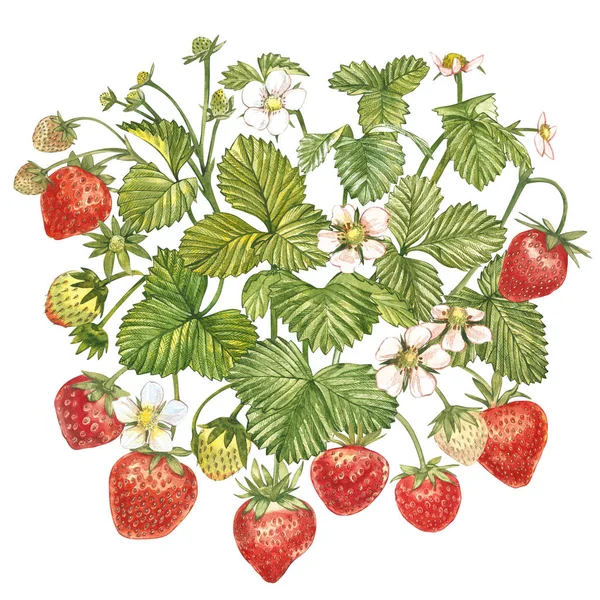 Hojas de fresa con flores y bayas maduras. La composición brillante del arbusto de fresa. Acuarela dibujada a mano pintura ilustración . — Foto de Stock