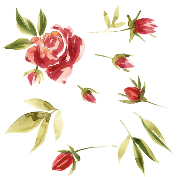 Набір акварельних великих троянд для вітальної листівки . — стокове фото