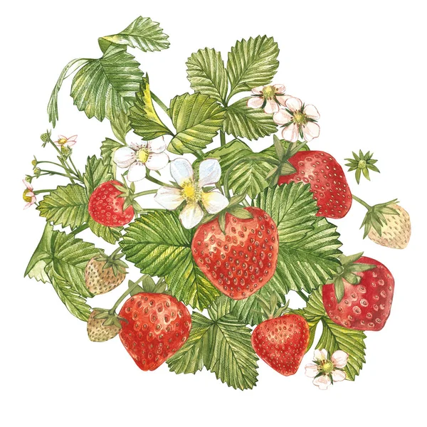 Erdbeerblätter mit Blüten und reifen Beeren. leuchtende Komposition eines Erdbeerstrauches. handgezeichnete Aquarellmalerei Illustration. — Stockfoto