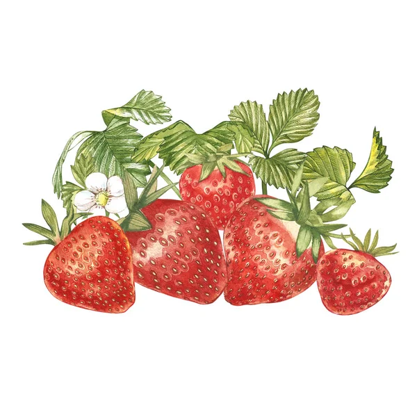 Feuilles de fraise avec fleurs et baies mûres. Composition lumineuse d'un buisson de fraises. Illustration peinture aquarelle dessinée à la main . — Photo