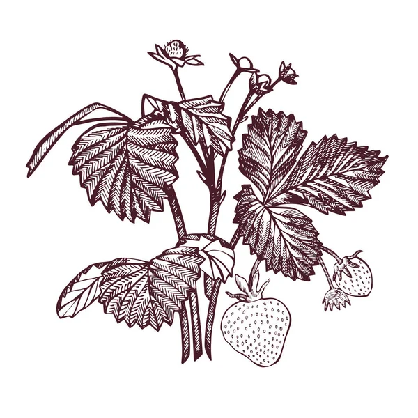 Illustrazione vettoriale della fragola. Illustrazione in stile inciso. Bacche, fiori, foglie e rami disegnati a mano . — Vettoriale Stock