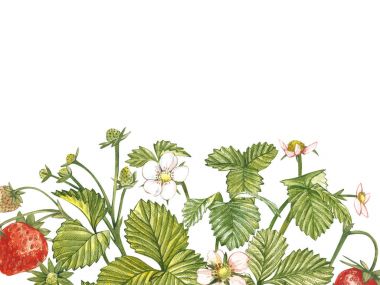 Olgun kırmızı dut çilek beyaz arka plan üzerinde yatay Banner. Tasarım ambalaj, doğal kozmetik sağlık ürünleri. Metin için yer.