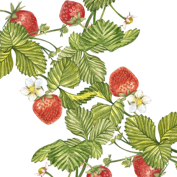 Hojas de fresa con flores y bayas maduras. La composición brillante del arbusto de fresa. Acuarela dibujada a mano pintura ilustración . — Foto de Stock