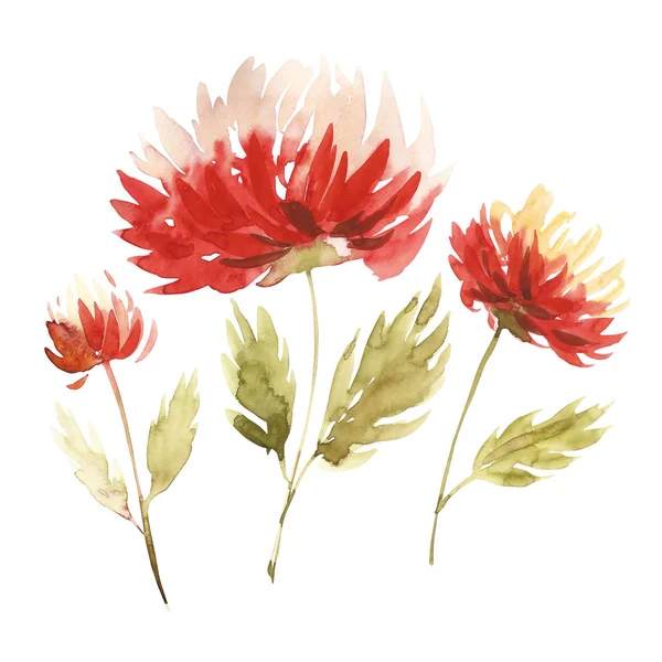 Blommor akvarell illustration. En bukett med en stor röd aster och små blommor i ljusa färger. Akvarell vykort sammansättning. — Stockfoto