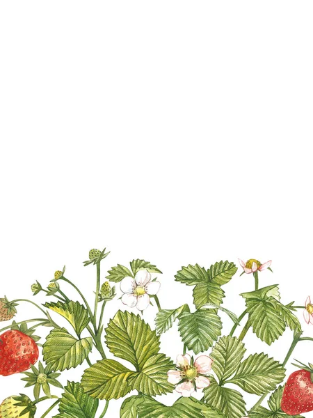 Bannières verticales avec des fraises rouges mûres sur fond blanc. Conception pour l'emballage, les cosmétiques naturels, les produits de santé. Avec place pour le texte . — Photo