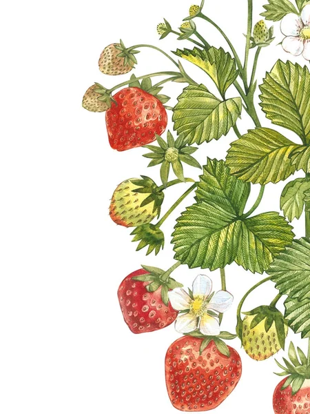 Vertikale Banner mit reifen roten Erdbeeren auf weißem Hintergrund. Design für Verpackungen, Naturkosmetik, Gesundheitsprodukte. mit Platz für Text. — Stockfoto