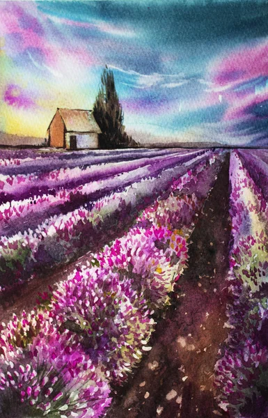 Sabah güneşi bir lavanta alanla manzara üzerinde. Suluboya resim kartpostal, baskı, scrabbuking ve çeşitli arka planlar için. Provence gün batımında. Küçük ev. Bahar ve yaz.