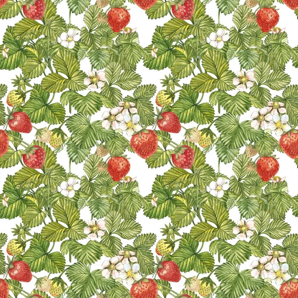 Акварель бесшовный узор с клубничными листьями с цветами и спелыми ягодами на белом. Дизайн фона для натуральной косметики — стоковое фото