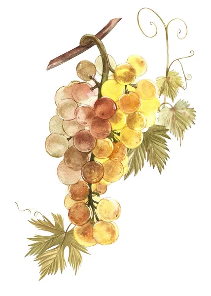 Acuarela ilustración de racimos de uvas blancas. Acuarela dibujada a mano ilustración . —  Fotos de Stock