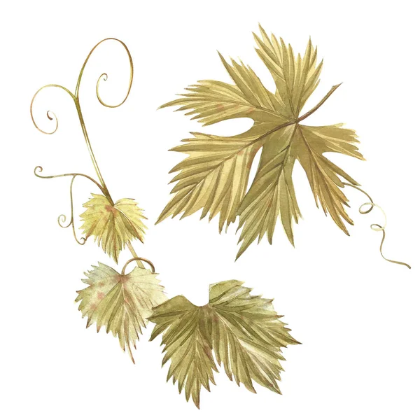 Färska gröna druva blad. Isolerade vit bakgrund. Hand dras akvarell illustration. — Stockfoto