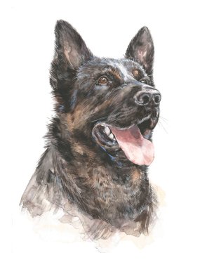 Sağlıklı safkan köpek Alman kurdu. Grafik portre köpek, el illüstrasyon çizimi. Beyaz bir arka plan üzerinde izole suluboya. Gerçekçi tarzda çizim.