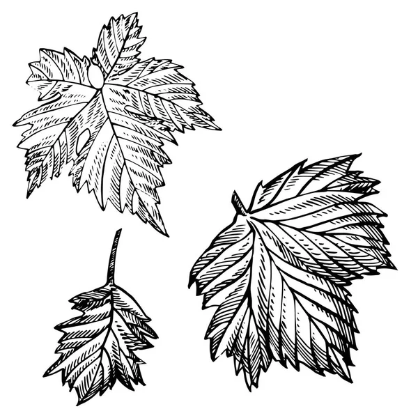 Verzameling van vector grapevine verlaat geïsoleerd op witte achtergrond. Hand getrokken gravure stijl illustraties. — Stockvector