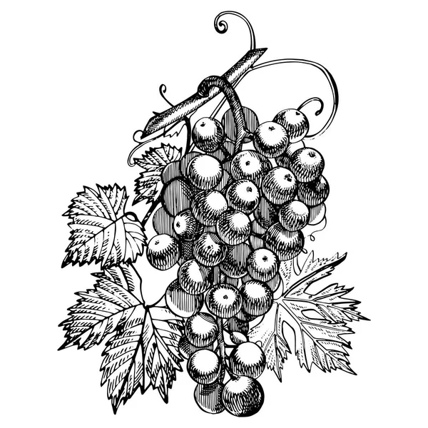 Grapes monochrome sketch. Hand drawn grape bunches. Isolated on white background. Hand drawn engraving style illustrations. — Stock Vector