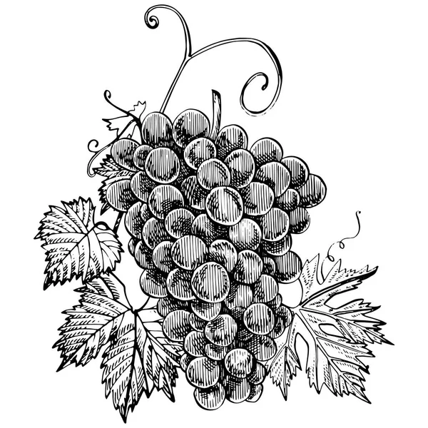 Esboço monocromático de uvas. Cachos de uva desenhados à mão. Isolado em fundo branco. Ilustrações de estilo gravura desenhada à mão . —  Vetores de Stock