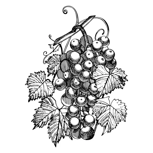 Dibujo monocromático de uvas. Manojos de uva dibujados a mano. Aislado sobre fondo blanco. Ilustraciones de estilo grabado dibujado a mano . — Archivo Imágenes Vectoriales