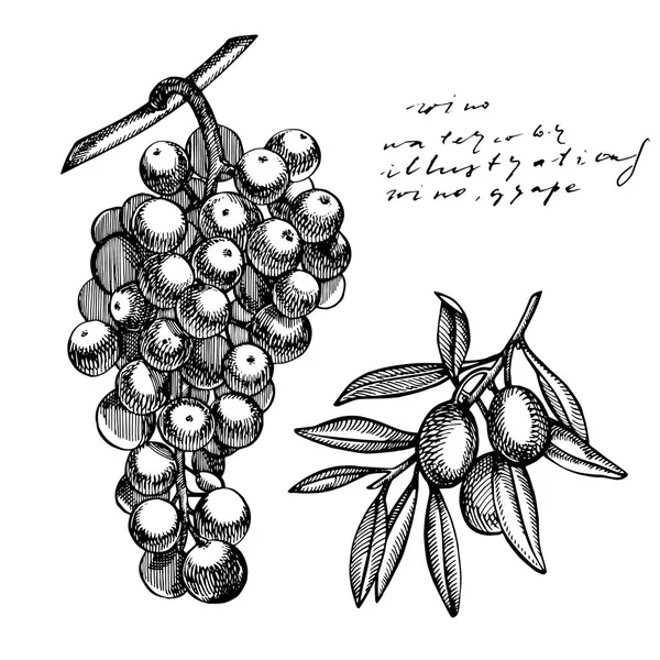 Szőlő- és olívabogyó fekete-fehér rajz. Kézzel rajzolt szőlő csokrok. Elszigetelt fehér background. Kézzel rajzolt gravírozás stílusú illusztrációk. — Stock Vector
