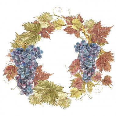 Çelenk üzüm suluboya çizimi. El suluboya resim çekilmiş.
