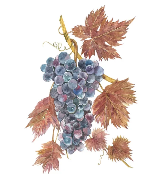 Illustrazione ad acquerello di grappoli d'uva. Illustrazione acquerello disegnato a mano . — Foto Stock