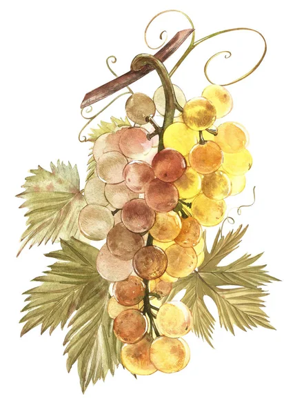 Ilustração aquarela de cachos de uvas. ilustração aquarela desenhada à mão . — Fotografia de Stock