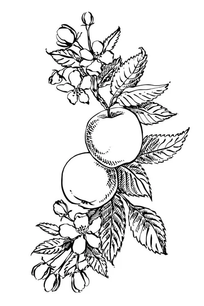 Padrões desenhados à mão com ilustração texturizada de maçã. Vintage botânica mão desenhada ilustração. Flores de primavera de árvore de maçã . —  Vetores de Stock