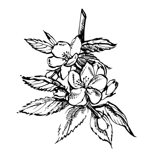 Alma virág ág elszigetelt fehér. Vintage botanikus kézzel rajzolt ábrán. Tavaszi virágok, az almafa. — Stock Vector
