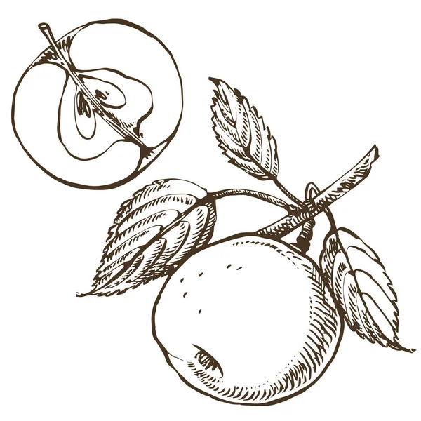 Raccolta di mele tirate a mano. Illustrazioni in stile inciso . — Vettoriale Stock