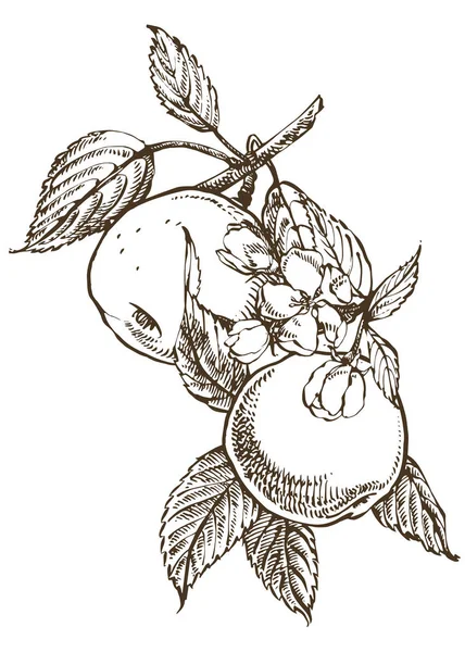 Patrones dibujados a mano con ilustración de manzana texturizada. Ilustración botánica vintage dibujada a mano. Flores de primavera del manzano . — Vector de stock