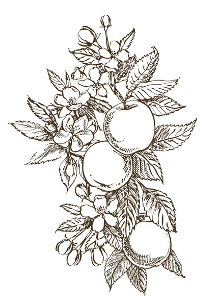 손으로 그려 질감된 애플 일러스트 패턴. 빈티지 식물 손으로 그려진된 그림. 사과 나무의 봄 꽃. — 스톡 벡터