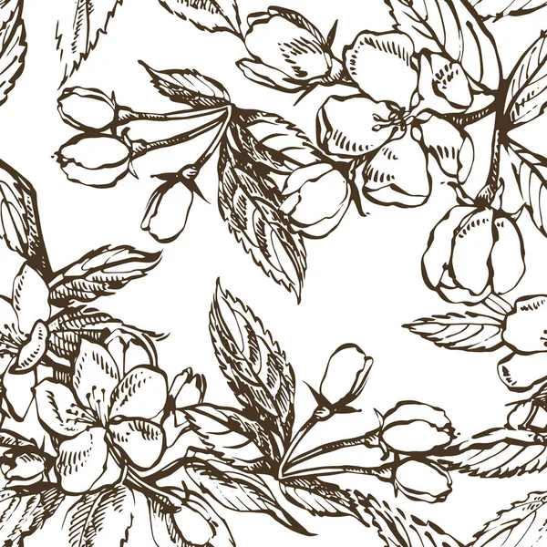 Apple blossom branch isolated on white. Vintage botanical hand drawn illustration. Spring flowers of apple tree. Seamless patterns.
