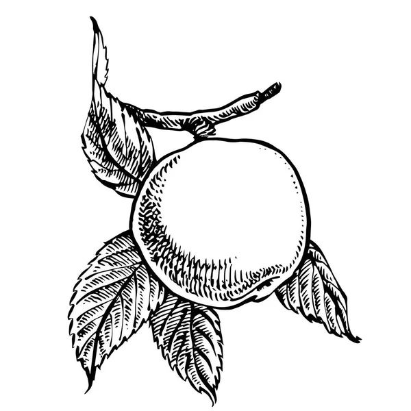 Colección de manzanas elaboradas a mano. Ilustraciones en estilo grabado . — Archivo Imágenes Vectoriales