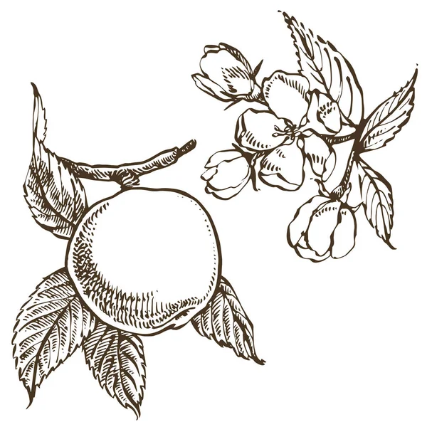 Colección de manzanas elaboradas a mano. Ilustraciones en estilo grabado . — Archivo Imágenes Vectoriales