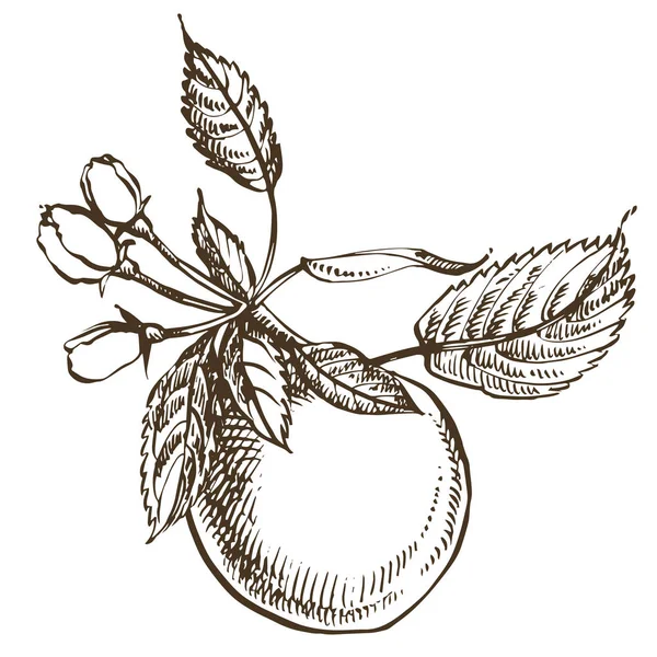 Коллекция нарисованных яблок. Иллюстрации в гравированном стиле . — стоковый вектор