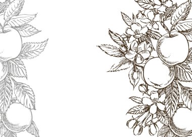 Vektör kartı bahar. Siyah ve beyaz çiçek açan dalları elma ağacı.