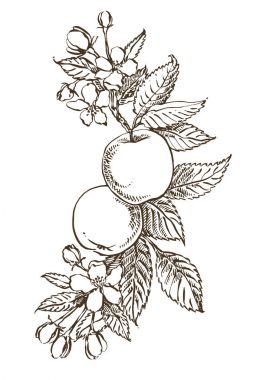 El desenleri dokulu elma çizim ile çekilmiş. Vintage botanik çizilmiş şekil ver. Elma ağacının bahar çiçekleri.