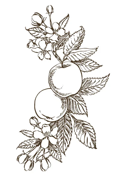 Modelli disegnati a mano con illustrazione strutturata mela. Illustrazione botanica vintage disegnata a mano. Fiori primaverili di melo . — Vettoriale Stock