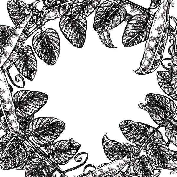 Guisantes dibujados a mano. Ilustración de alimentos orgánicos vectoriales aislados sobre fondo blanco. Ramas blancas y negras de guisantes . — Archivo Imágenes Vectoriales