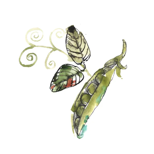 Grüne Erbsen mit Aquarellspritzern. handgezeichnete Illustration auf weißem Hintergrund. — Stockfoto