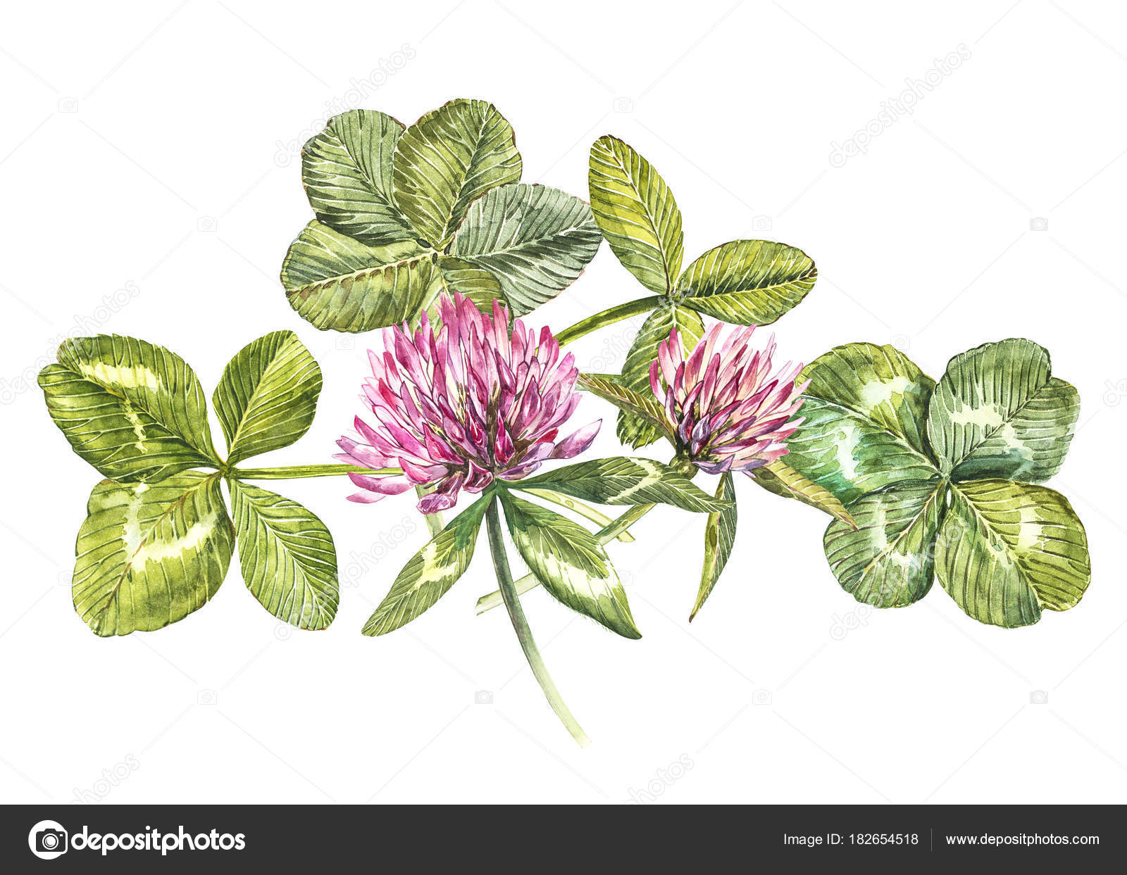 Una composizione di fiori di trifoglio rosso e foglie , un quadrifoglio e un trifoglio.