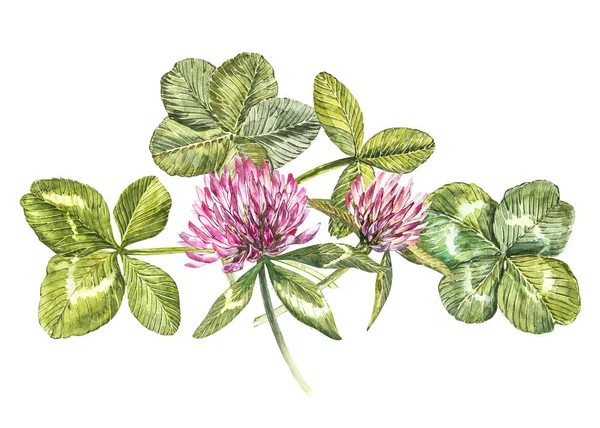 レッド クローバーの花と、四葉とシャムロックの葉 - の組成物。植物の水彩イラスト。ハッピー聖パトリックの日のデザイン要素. — ストック写真