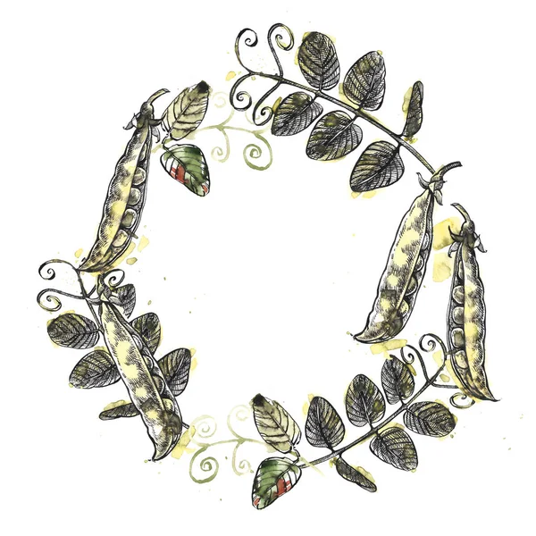 Ervilhas verdes com salpicos de aquarela. Ilustração desenhada à mão sobre fundo branco . — Fotografia de Stock