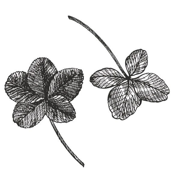 クローバー ベクトルを設定します。隔離された野生植物と白い背景の葉。ハーブの刻まれたスタイルの図。詳細な植物スケッチ。4 つ葉のクローバーの葉とトレフォイルのセット. — ストックベクタ